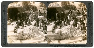 रेशम कोकून, एंटिओक, सीरिया के 1900 के दशक के बड़े ढेर को छांटने वाली महिलाएं। द्वारा अंडरवुड और अंडरवुड