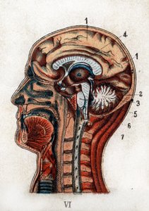 एनाटॉमी: मानव खोपड़ी का क्रॉस सेक्शन, मस्तिष्क और मज्जा का खंड। बोर्ड मस्तिष्क, सेरिबैलम (जीवन के वृक्ष के साथ), रीढ़ की हड्डी को जन्म देने वाली लम्बी मज्जा का प्रतिनिधित्व करता है। FE Bilz.1898 द्वारा "नई प्राकृतिक दवा"। द्वारा अज्ञात कलाकार