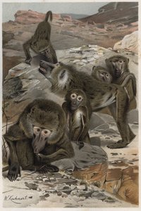 बबून - बबून (सेरकोपिथेसिने) - अल्फ्रेड एडमंड ब्रेहम (1829-1884) द्वारा "ब्रेम्स लाइफ ऑफ एनिमल्स" से उत्कीर्णन द्वारा अज्ञात कलाकार