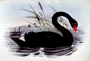 ब्लैक स्वान (साइग्नस एट्रेटस) - जे. गोल्ड्स बर्ड्स ऑफ़ ऑस्ट्रेलिया से, 19वीं सदी की शुरुआत में। द्वारा अज्ञात कलाकार