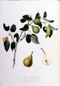 पेरा कैम्पाना का प्रतिनिधित्व करने वाला वानस्पतिक बोर्ड। 1820 - 1822। द्वारा अज्ञात कलाकार