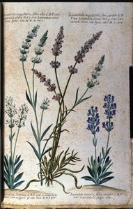वानस्पतिक बोर्ड: सच्चा लैवेंडर (लैवेंडुला एंगुस्टिफोलिया) और एस्पिक लैवेंडर (लैवंडुला लैटिफोलिया)। द्वारा अज्ञात कलाकार