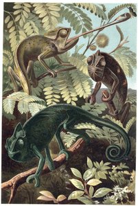 गिरगिट - गिरगिट या गिरगिट (परिवार Chamaeleonidae) - अल्फ्रेड एडमंड ब्रेहम (1829-1884) द्वारा "ब्रेम्स लाइफ ऑफ एनिमल्स" से उत्कीर्णन द्वारा अज्ञात कलाकार