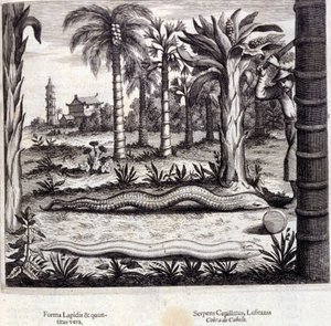 कोबरा और भारत का जहरीला सांप। अथानासियस किरचर (1601 - 1680), जेसुइट, ओरिएंटलिस्ट और जर्मन विद्वान, एम्स्टर्डम 1667 द्वारा "डी चाइना स्मारक"। द्वारा अज्ञात कलाकार