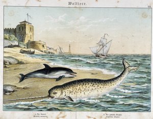Dauphin and Narval (या Narhwal), a cetacean - "" नेचुरल स्टोरीज़ ऑफ़ मैमल्स" में, एड। श्रेवर द्वारा अज्ञात कलाकार
