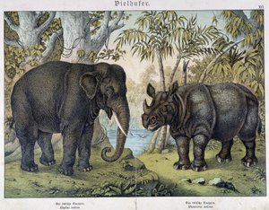 हाथी और गैंडा - "" स्तनधारियों के प्राकृतिक इतिहास "", एड। श्रेइबर, म्यूनिख द्वारा अज्ञात कलाकार