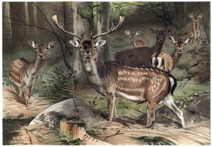 यूरोपीय साबर - परती हिरण (दामा दामा) - अल्फ्रेड एडमंड ब्रेहम (1829-1884) द्वारा "ब्रेम्स लाइफ ऑफ एनिमल्स" से उत्कीर्णन द्वारा अज्ञात कलाकार