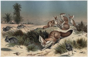 फेनेक या फॉक्स डेस सेबल डू सहारा - डेजर्ट फॉक्स (वल्प्स ज़ेरडा) - अल्फ्रेड एडमंड ब्रेहम (1829-1884) द्वारा "ब्रेम्स लाइफ ऑफ एनिमल्स" से उत्कीर्णन द्वारा अज्ञात कलाकार