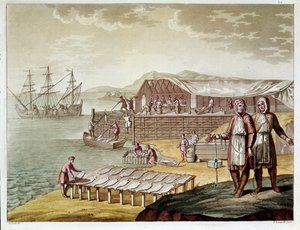 न्यूफ़ाउंडलैंड में मछली पकड़ने और सुखाने वाली कॉड। (उत्कीर्णन द्वारा अज्ञात कलाकार