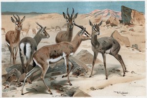 गज़ेल - अल्फ्रेड एडमंड ब्रेहम (1829-1884) द्वारा "ब्रेम्स लाइफ ऑफ एनिमल्स" से उत्कीर्णन द्वारा अज्ञात कलाकार