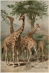 जिराफ़ - जिराफ़ (जिराफ़ कैमलोपार्डालिस) - अल्फ्रेड एडमंड ब्रेहम (1829-1884) द्वारा "ब्रेम्स लाइफ ऑफ़ एनिमल्स" से उत्कीर्णन द्वारा अज्ञात कलाकार