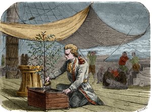 कैफे का इतिहास: कैप्टन गेब्रियल डी क्लीउ (डेक्लिएक्स, डेसक्लिक्स) (1687/1678- लगभग 1774), 1725 में किंग लुई XIV द्वारा मार्टिनिक को एक कॉफी प्लांट (कॉफी मेकर) वापस लाने के लिए कमीशन किया गया था, उसके साथ पानी का राशन साझा करता है उसे सूखने से बचाने के लिए। द्वारा अज्ञात कलाकार