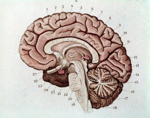 मस्तिष्क गोलार्द्धों और सेरिबैलम के साथ मानव मस्तिष्क खंड (उत्कीर्णन द्वारा अज्ञात कलाकार