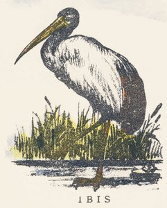 मैं: ibis द्वारा अज्ञात कलाकार
