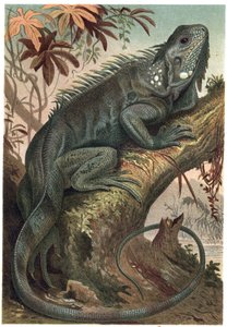 इगुआना - इगुआना (शाकाहारी छिपकली) - अल्फ्रेड एडमंड ब्रेहम (1829-1884) द्वारा "ब्रेम्स लाइफ ऑफ एनिमल्स" से उत्कीर्णन द्वारा अज्ञात कलाकार