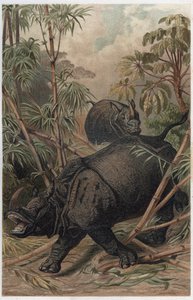 भारतीय गैंडा - भारतीय गैंडा (गैंडा गेंडा) - अल्फ्रेड एडमंड ब्रेहम (1829-1884) द्वारा "ब्रेम्स लाइफ ऑफ एनिमल्स" से उत्कीर्णन द्वारा अज्ञात कलाकार