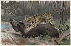 जगुआर (पेंथेरा ओंका) - अल्फ्रेड एडमंड ब्रेहम (1829-1884) द्वारा "ब्रेम्स लाइफ ऑफ एनिमल्स" से उत्कीर्णन द्वारा अज्ञात कलाकार