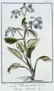 Borage (Borrage Officinalis) - "व्यापारियों के लिए वनस्पति विज्ञान अभ्यास" में, जेसी फिलिबर्ट द्वारा लिखित, इम्प्रिमेरी डी क्रैपलेट, पेरिस द्वारा अज्ञात कलाकार