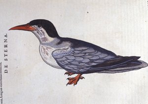 इतिहास में निगल ला ओ डेस मेर्स टाइम, पशु कॉनराड गेसनर (1516 - 1565), ज्यूरिख द्वारा अज्ञात कलाकार