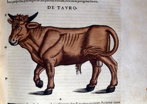 ले वृषभ। कॉनराड गेस्नर (1516 - 1565), ज्यूरिख द्वारा जानवरों के इतिहास में द्वारा अज्ञात कलाकार