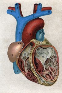 Le coeur.in "" द न्यू नेचुरल मेडिसिन"" एफई बिल्ज़ द्वारा। १८९८. द्वारा अज्ञात कलाकार