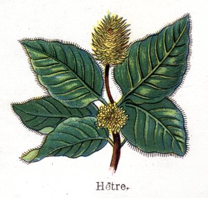 औषधीय और खाद्य वनस्पति पौधे: बीच। फ्रेडरिक एडुआर्ड बिल्ज़ (1842-1922) द्वारा "" ला मेडिसिन नेचरले "" में उत्कीर्णन द्वारा अज्ञात कलाकार
