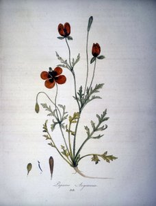 Papaver Argemone (खसखस आर्गेमोन का फूल और पौधा)। 19वीं सदी का हर्बेरियम। द्वारा अज्ञात कलाकार