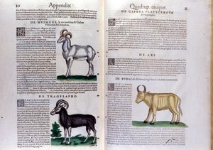 भेड़, भैंस का प्रतिनिधित्व ... - जानवरों के इतिहास में कॉनराड गेसनर (1516 - 1565), ज्यूरिख द्वारा द्वारा अज्ञात कलाकार