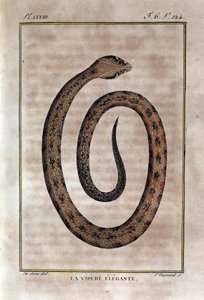 एलिगेंट वाइपर। प्रकृतिवादी जॉर्जेस लुई लेक्लर, काउंट ऑफ बफन (1707 - 1788) द्वारा "" वर्क्स ऑफ बफन "" के प्राकृतिक इतिहास के विश्वासघात से ली गई प्लेट। 19 वीं सदी द्वारा अज्ञात कलाकार