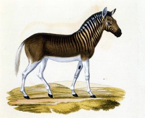 कुग्गा (कौग्गा), एक जानवर 1870 के आसपास गायब हो गया: यह घोड़े और ज़ेबरा के करीब एक स्तनपायी था, जिसकी गर्दन और सिर पर धारियां थीं। 19 वीं शताब्दी के अंत से उत्कीर्णन। द्वारा अज्ञात कलाकार