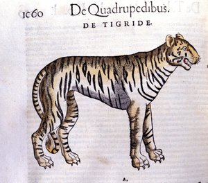 द टाइगर - इन हिस्ट्री ऑफ़ एनिमल्स बाय कॉनराड गेसनर (1516 - 1565), ज्यूरिख द्वारा अज्ञात कलाकार