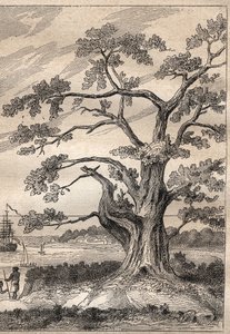 कैप्टन जेम्स कुक (1728-1779) द्वारा तीसरी यात्रा (1776-1779): पेड़ जिसके नीचे कुक ने शुक्र के मार्ग का अवलोकन किया - "18 वीं शताब्दी के महान नाविक" से लिया गया चित्रण। द्वारा अज्ञात कलाकार