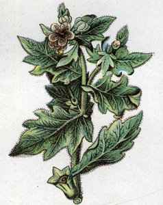 शिरापरक वनस्पति पौधे: अप करने के लिए। फ्रेडरिक एडुआर्ड बिल्ज़ (1842-1922) द्वारा "" द नेचुरल मेडिसिन" में उत्कीर्णन द्वारा अज्ञात कलाकार