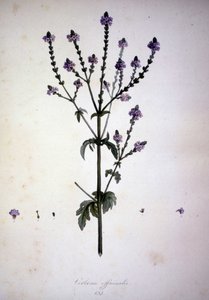 Verbena officinalis (Verbena officinale)। 19वीं सदी का हर्बेरियम। द्वारा अज्ञात कलाकार