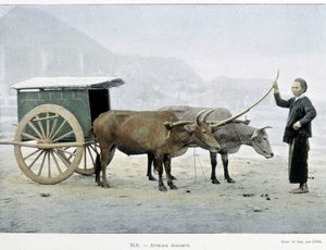 वियतनामी हिच, "" अराउंड द वर्ल्ड", 19वीं सदी के अंत में। द्वारा अज्ञात कलाकार