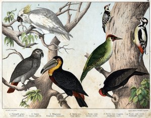 a: ग्रे तोता (Psittacus erithacus), b: तोता cacatoes (Cacatua galerita), c: Toucan (Ramphastos temminckii), d: ब्लैक वुडपेकर (Picus Martius), e: ग्रीन वुडपेकर (Gecinus veridis), f: मेजर रेड वुडपेकर ( डेंड्रोकोपस माइनर इन) - "प्राकृतिक इतिहास" द्वारा अज्ञात कलाकार