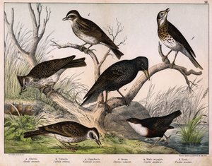 ए: नॉर्दर्न लार्क (अलाउडा अर्वेन्सिस), बी: लुलु लार्क (लुलुला आर्बोरिया), सी: कैप्पेलाकिया (गैलेरिटा क्रिस्टाटा), डी: सेन्सोनेट स्टार्लिंग (स्टर्नस वल्गरिस), ई: डक (सिनक्लस एक्वाटिकस), एफ: थ्रश (टर्डस म्यूजिकस) - "पक्षियों का प्राकृतिक इतिहास" &q द्वारा अज्ञात कलाकार