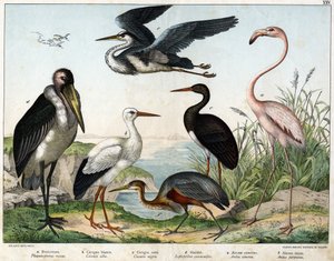a: Phenicopterer या Flamingo (Phoenicopterus roseus), b: सफेद सारस (Ciconia alba), c: काला सारस (Ciconia migra), d: Marabout (Leptoptilus crumenifer), e: सफेद बगुला (Ardea cinerea), f: लाल बगुला ( Ardea purpurea) - "पक्षियों का प्राकृतिक इतिहास"  द्वारा अज्ञात कलाकार