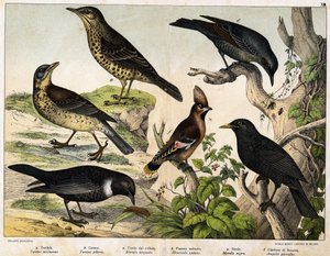 a: थ्रश (Turdus viscivorus), b: थ्रश (Turdus pilaris), c: ब्लैकबर्ड (Merula torquata), d: ब्लू ब्लैकबर्ड (Monticola cyanus), e: ब्लैकबर्ड (Merula nigra), f: Bohemian de Chatterer (Ampelis garulus) - "पक्षियों का प्राकृतिक इतिहास" में, संस्करण। हो द्वारा अज्ञात कलाकार