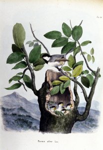 अपने घोंसले के पास एक आम पक्षी (या गौरैया) का प्रतिनिधित्व करने वाला बोर्ड। द्वारा अज्ञात कलाकार