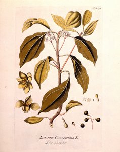वानस्पतिक बोर्ड: कपूर (लौरस कैम्फोरा)। जोसेफ जैकब वॉन प्लेंक, ऑस्ट्रियाई चिकित्सक और वनस्पतिशास्त्री (1738-1807), वियना 1791 द्वारा "" दा आइकॉन प्लांटारम मेडिसिनियम "" में उत्कीर्णन। द्वारा अज्ञात कलाकार
