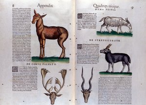 हिरण और मृग - कॉनराड गेसनर (1516 - 1565), टिगुरी द्वारा हिस्टोरिया एनिमलियम में द्वारा अज्ञात कलाकार