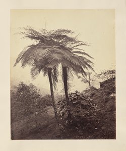  द्वारा अज्ञात कलाकार