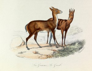  द्वारा अज्ञात कलाकार