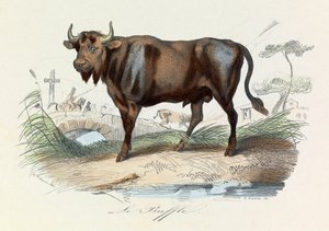  द्वारा अज्ञात कलाकार
