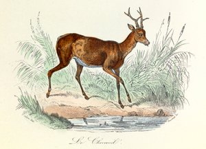  द्वारा अज्ञात कलाकार