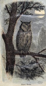 उल्लू द्वारा अज्ञात कलाकार