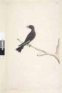 पृष्ठ 12. Ocypterus। अलग-अलग हाथ अप्रैल में शीर्षक, प्राकृतिक आकार डस्की लकड़ी, निगल आर्टेमस साइनोप्टेरस, 1791-92 द्वारा अज्ञात कलाकार