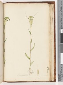 पृष्ठ 215. Pterostylis op - हरा द्वारा अज्ञात कलाकार