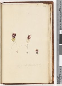 पृष्ठ 226. Carantanthes fimbriata Br - फ्रिंज्ड हेलमेट ऑर्किड द्वारा अज्ञात कलाकार